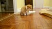 Extremely cute exotic shorthair cat loves his paper ball (Garfield cat/flat face cat)