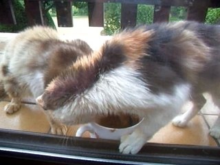 Combat de chat ... pour un bol de lait !