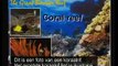Bewijs voor evolutie: het grootste koraalrif