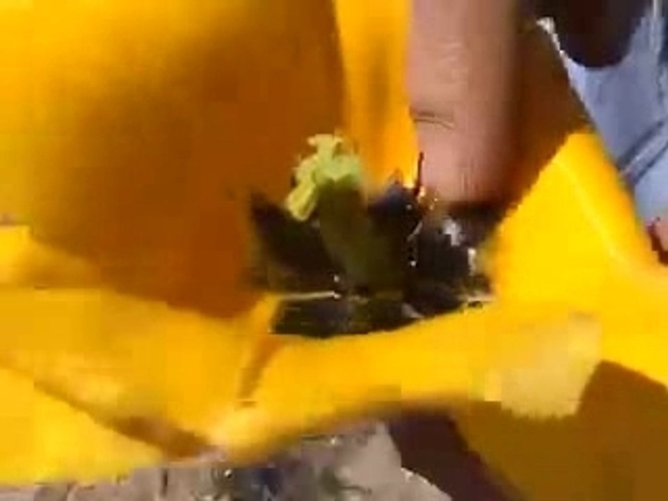 Fleur2web