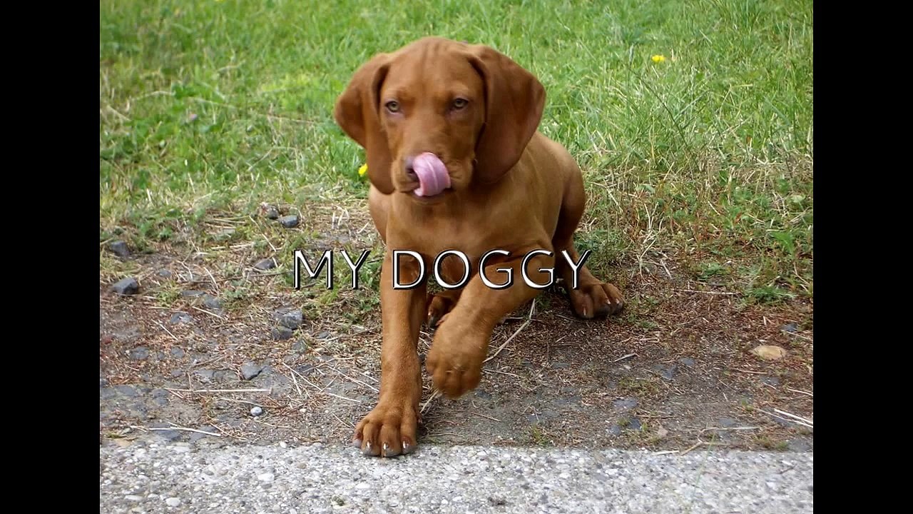A vizsla nem kutya, hanem vizsla.