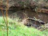 Coho salmon spawning, November 2014