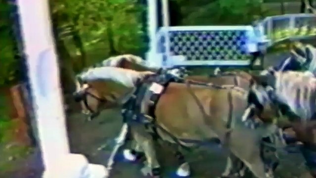 Коты vs Лошади