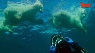 GoPro: Polar Bears - The Quest for Sea Ice