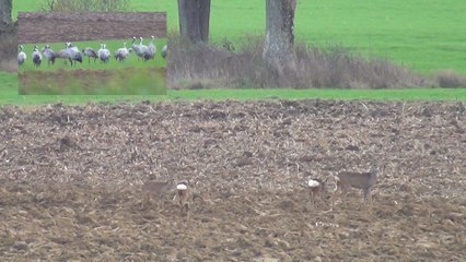 Le lac du Der et ses grues cendrées