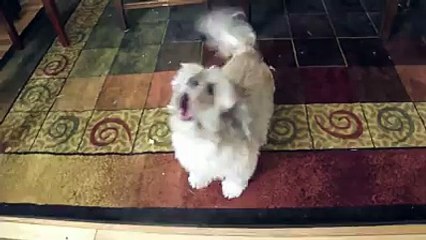 Cody The Screaming Dog