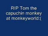RIP Tom the capuchin monkey at monkeyworld:(