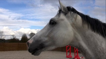 Cramer (Catoki x Calido)