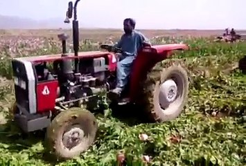 Destruction of poppy fields at Bargar Kach, Duki.