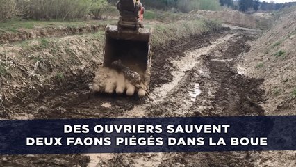 Des ouvriers sauvent deux faons piégés dans la boue avec leur pelleteuse