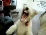 when a dog is listening metal music Bing Choo Bags $5-10 on ebay