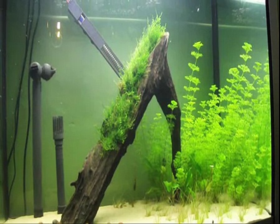 My Fish Tanks