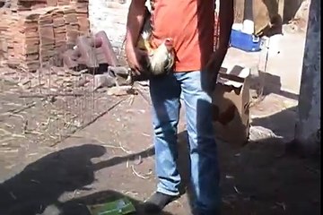 rancho las deudas topas de gallos by (likiry)