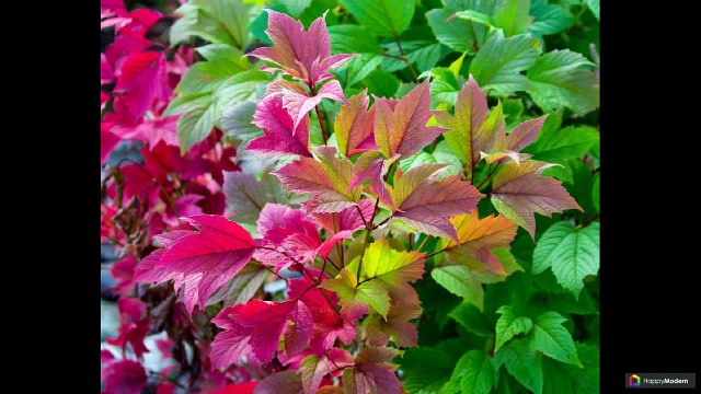 Пузыреплодник (50 фото): великолепие приусадебного участка