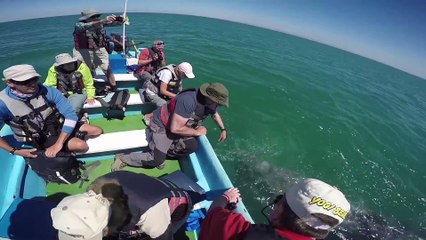 Gray Whales San Ignacio Lagoon Mexico