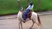 Don't drink and ride-Drunk man tries to ride horse but fails