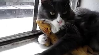 Lizard & cat love