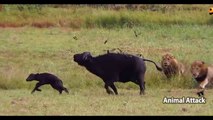 ►► Male Lions Attack Buffalo! Unbelievable!  (Epic Lion vs Buffalo Action Highlights Animal Attack tv