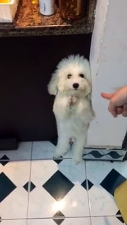 Funny video: cute dog 01