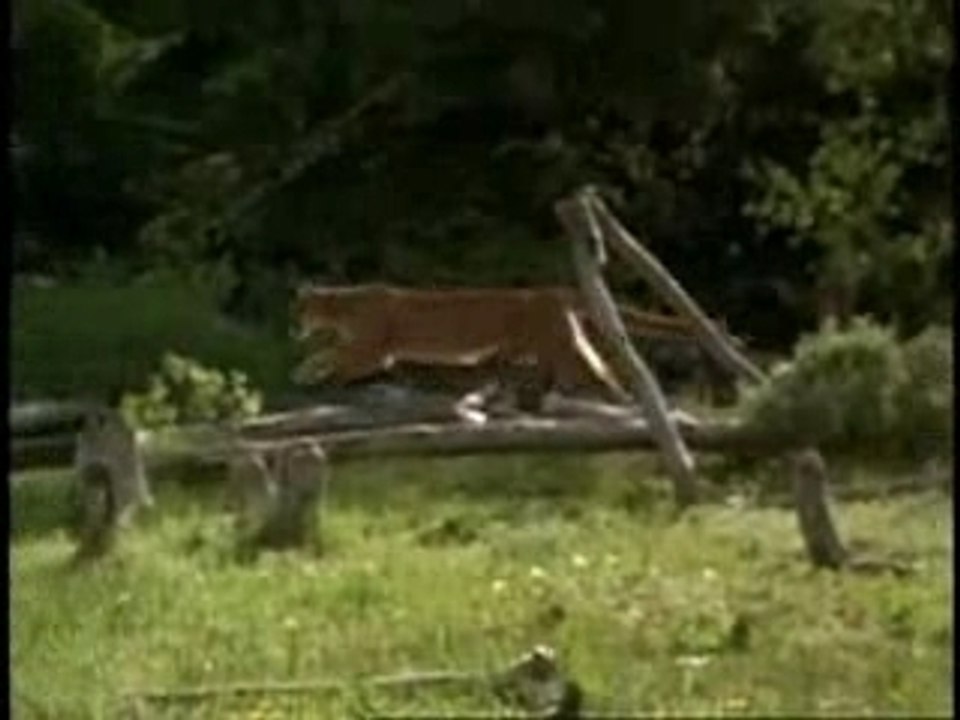 Lions