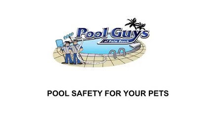 Pool Safety for Cats and Dogs