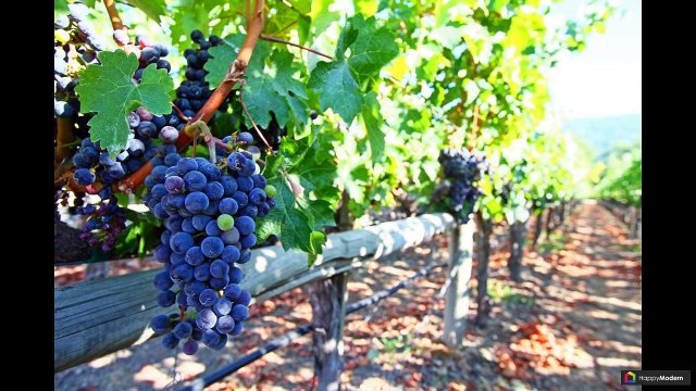 Руководство по созданию шпалеры для винограда своими руками (47 фото)