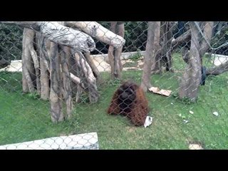 Orangutan Gets Angry After Monkeys Pull His Hair