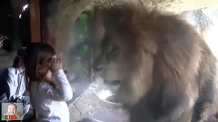 Scary moment lion for little after she blows a kiss