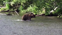 Brown bear goes hunting in a river