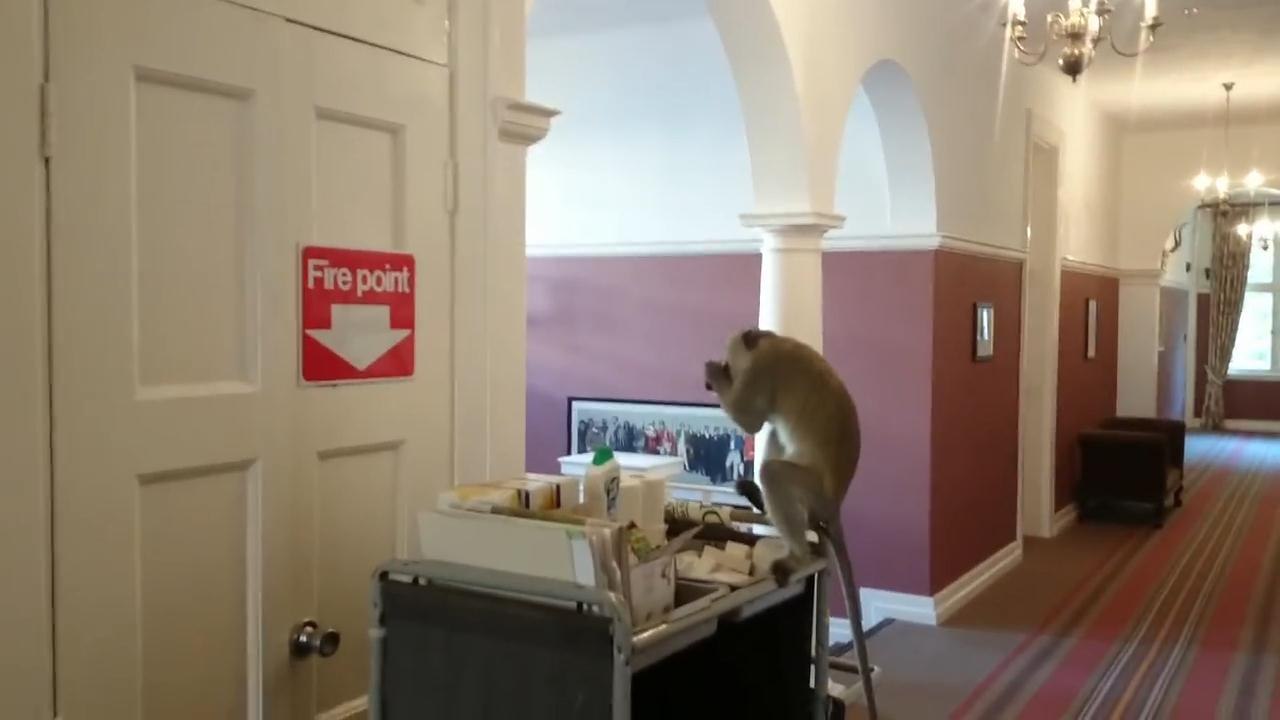 Victoria Falls Hotel Monkey Business