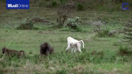Incredibly rare white furred baboon spotted on Safari
