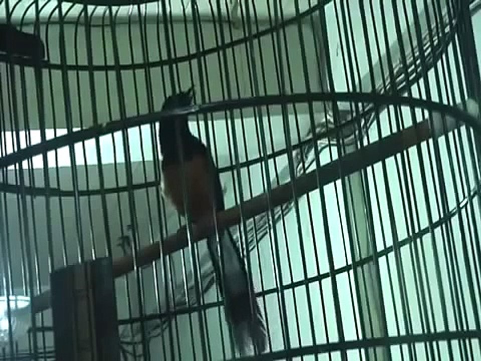 Burung Murai Gacor Asal Meulaboh