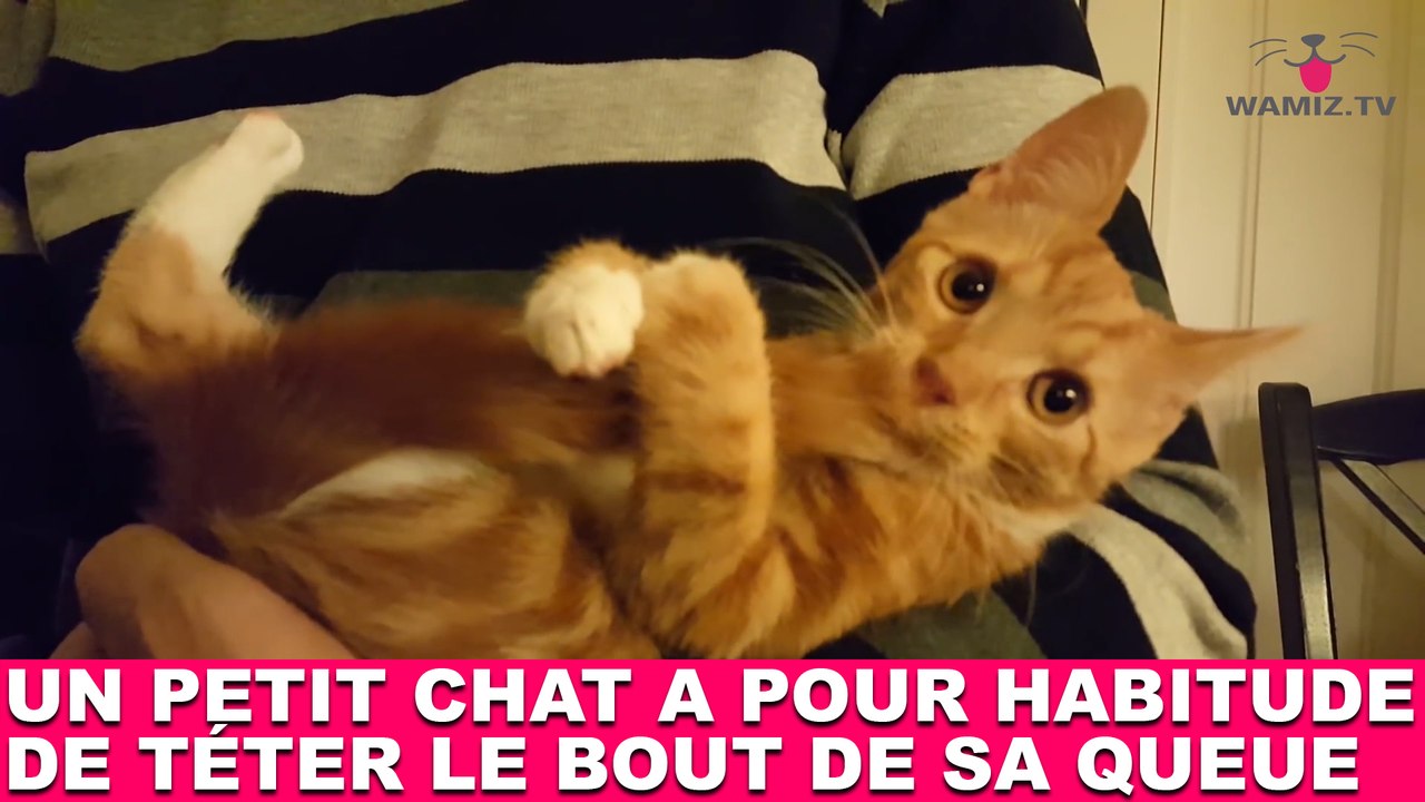 Un petit chat a pour habitude de téter le bout de sa queue ! Tout de suite dans la minute chat #179