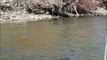 Dry Fly fishing on the Provo