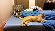 Couples Therapy for Cats
