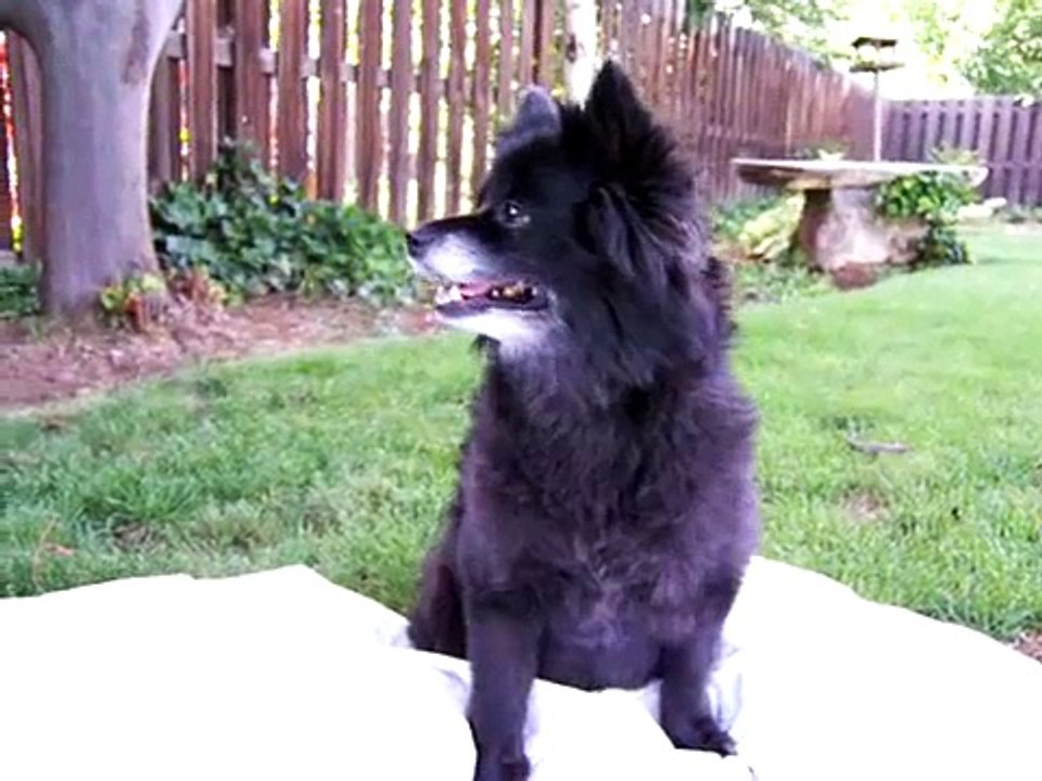 michael vick dog fighting cruelty