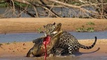Leopard vs crocodile compilation -lion vs crocodile - Amazing moment Leopard attack crocodile