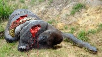 Python vs Monkey compilation - Baboon - snake and monkey