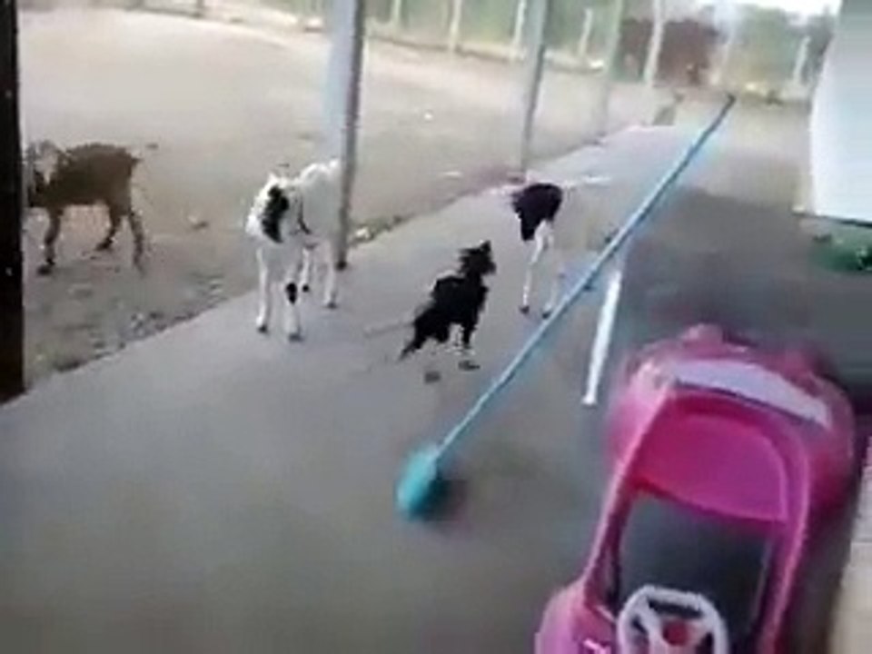 Sheep Vs Chicken