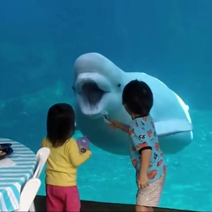Uma beluga brinca com crianças