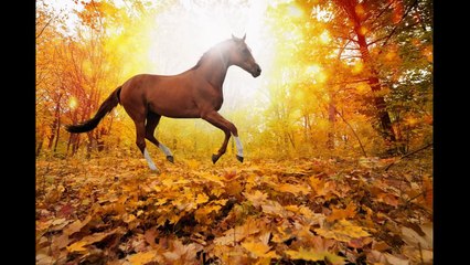 Baba Candır 33.Bölüm Fragmanı