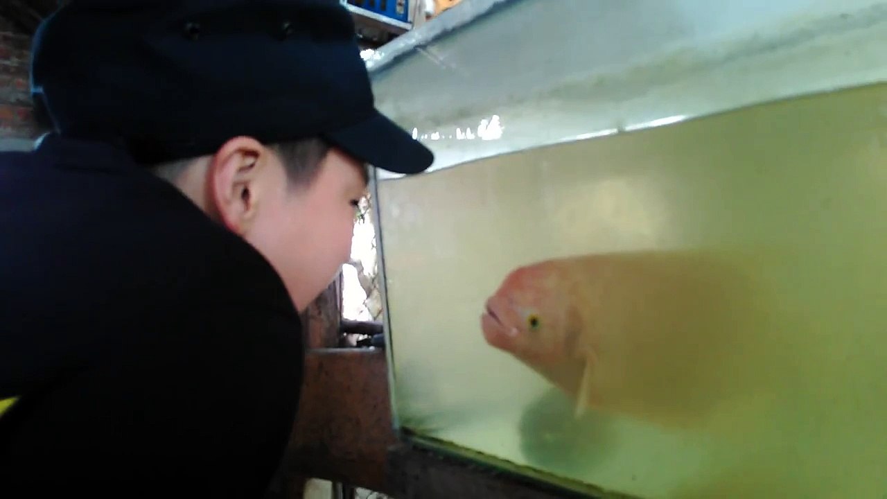 你玩過Angry Bird 但沒看過Angry  Fish. 水族缸的一條魚，被調皮小男孩激怒 !