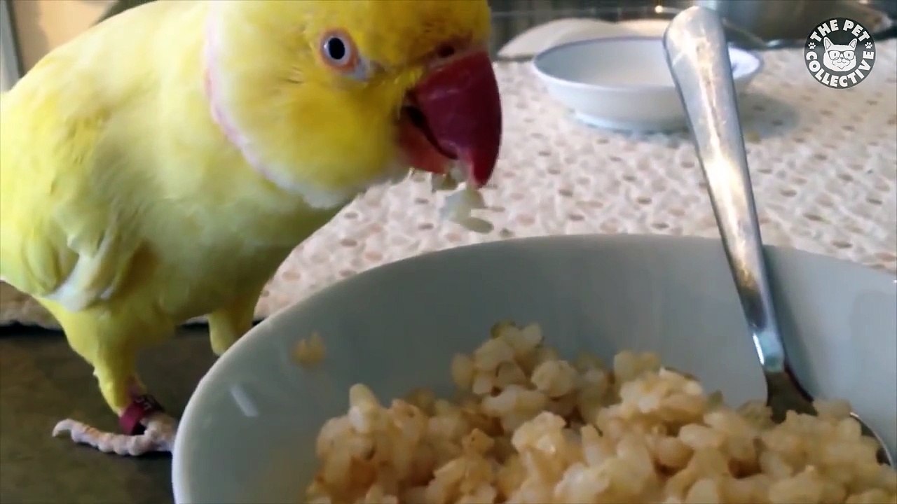 Pet Pranks || Funny Pet Compilation