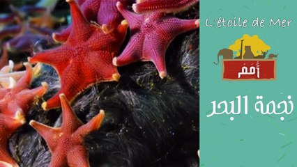 Omam -EP20- L'étoile de mer