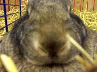 Salon agriculture 2006 Lapin