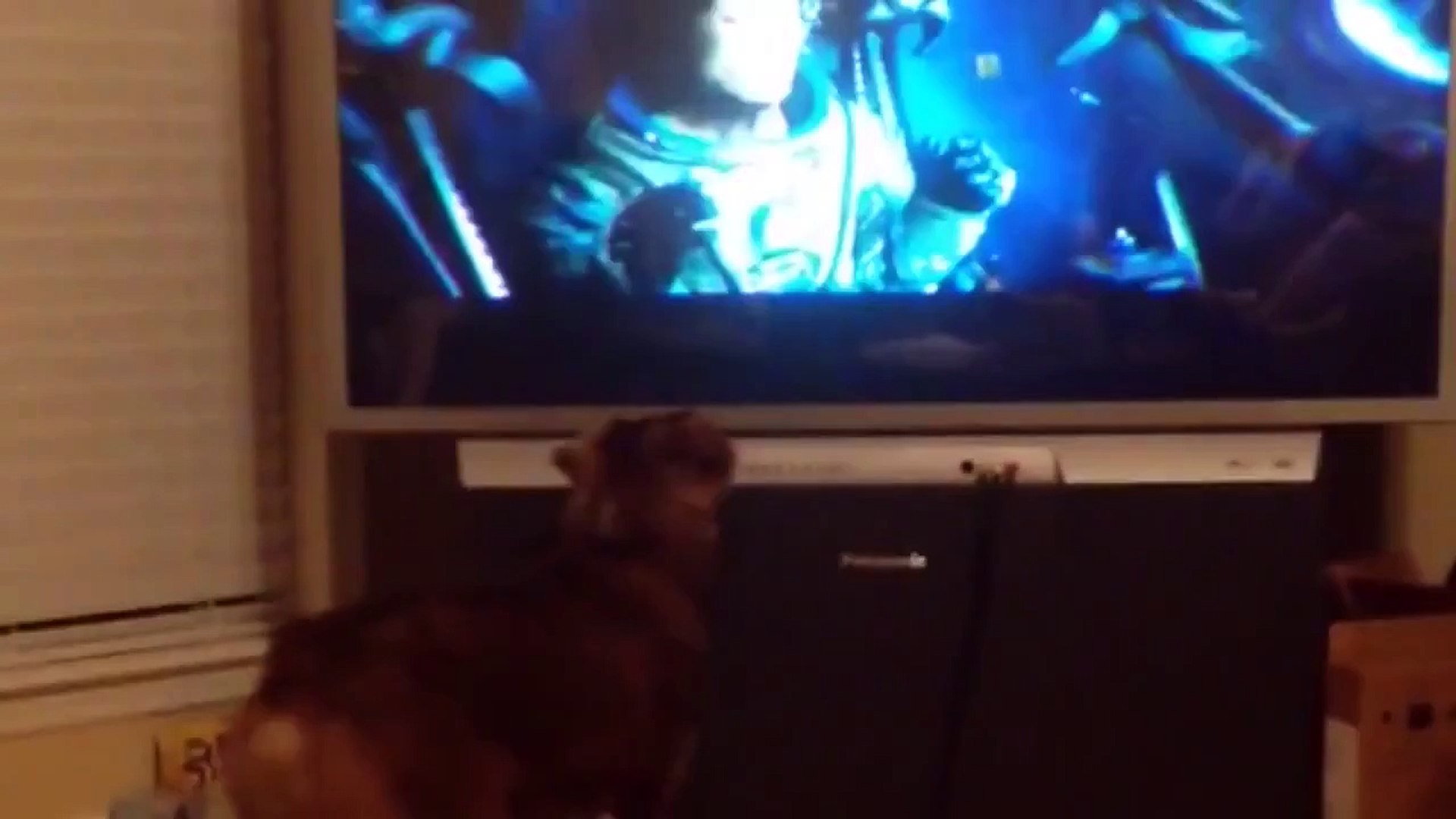 funny animals videos - Funny Animals 2