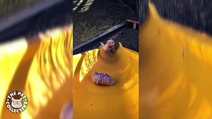 Çılgın, goofiest Köpekler Goofy Köpekler Derleme