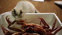 funny cats being scared - Cats intrigued by crabs