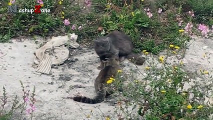 funny cats compilation 2016 - Cats Talking To Each Other