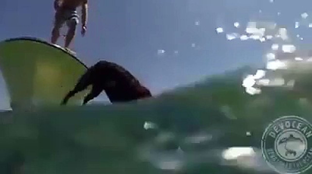 Istakoz Avcısı Köpek